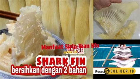 Temukan Berbagai Manfaat Sirip Ikan Hiu yang Jarang Diketahui