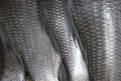 Temukan 9 Manfaat Sisik Ikan yang Jarang Diketahui