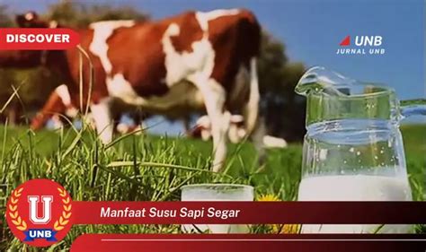 manfaat susu sapi segar