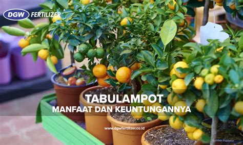 manfaat tabulampot