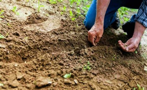 Temukan Manfaat Tanah Aluvial yang Jarang Diketahui yang Wajib Anda Ketahui