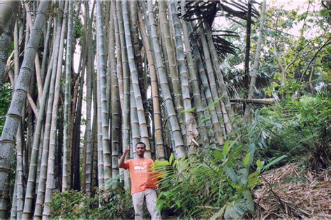 Ungkap Manfaat Bambu yang Jarang Diketahui dan Sangat Berharga