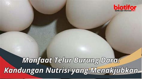 Temukan Manfaat Telur Burung Dara yang Jarang Diketahui