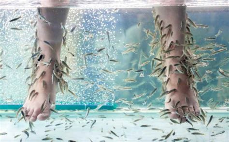 Manfaat Terapi Gigit Ikan: Temukan Rahasia Kulit Sehat dan Kencang
