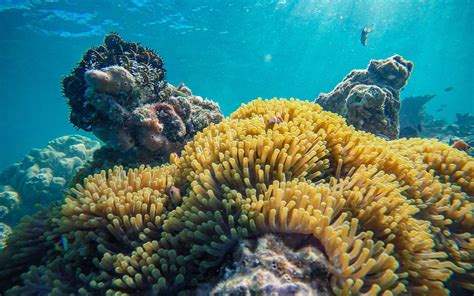 manfaat terumbu karang di indonesia