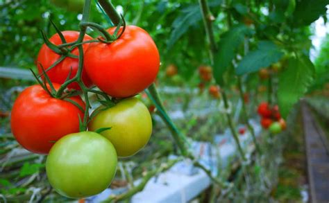 Ungkap 9 Manfaat Tomat Hutan yang Jarang Diketahui