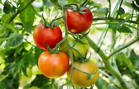 Manfaat Tomat untuk Melembabkan Kulit