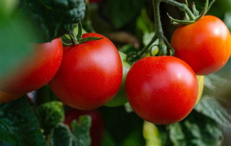 Manfaat Tomat untuk Mencegah Penuaan Dini