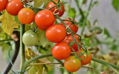 manfaat tomat untuk trucukan