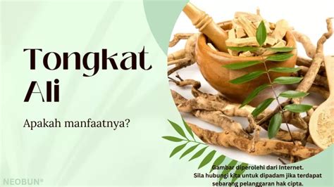 Temukan Manfaat Tongkat Ali yang Jarang Diketahui