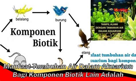 Temukan Keajaiban Tumbuhan Air: 7 Manfaat Penting untuk Kehidupan Akuarium