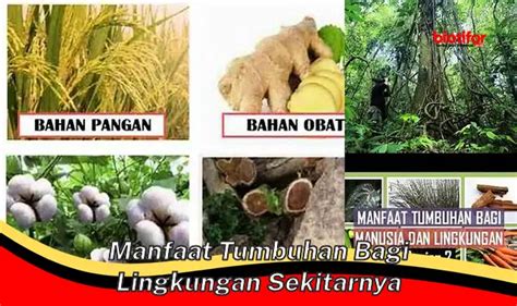 Temukan Manfaat Menakjubkan Tumbuhan untuk Lingkungan Kita