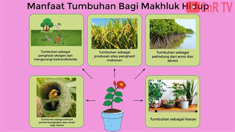 manfaat tumbuhan dalam kehidupan manusia