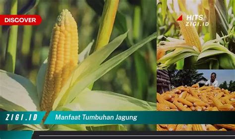 Temukan Ajaibnya Jagung: Manfaat Jarang Diketahui yang Harus Anda Ketahui