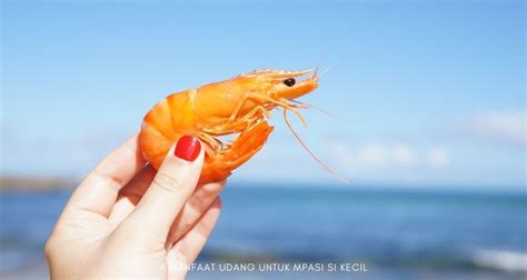 manfaat udang untuk mpasi