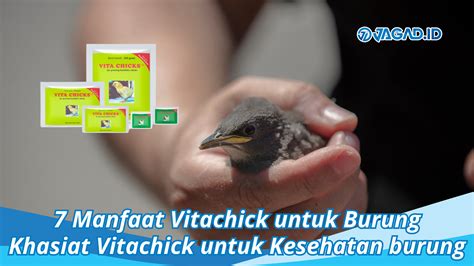 Temukan Manfaat Vitachick untuk Burung yang Jarang Diketahui!