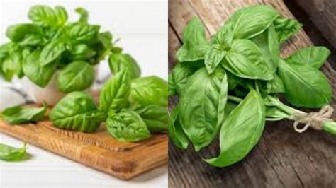 Manfaat yang Beragam