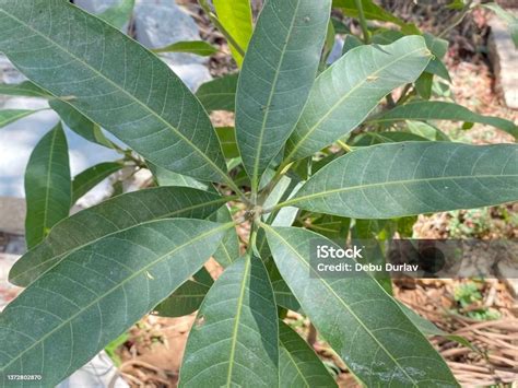 Mangifera Indica Leaf Shape