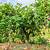 mango tree for sale home depot