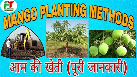 Mango Delivery Methods