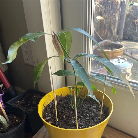 Mango Growing Temperature