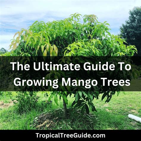 Mango Growing Tree