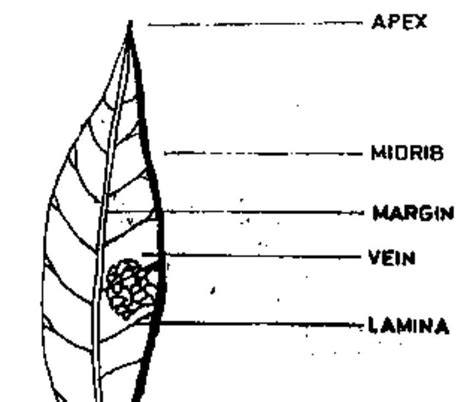 Mango Leaf Information