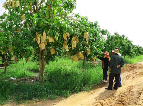 mango production in cambodia