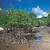 mangrove plants meaning