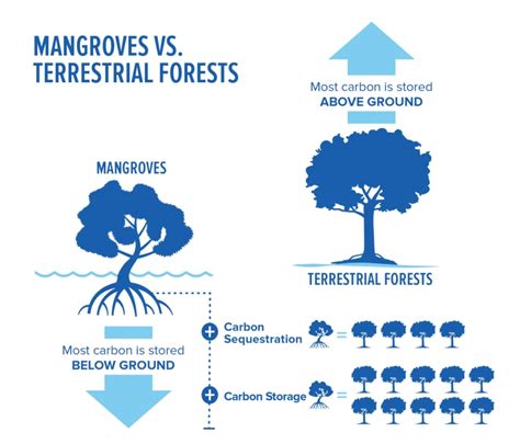 mangrove carbon sequestration per tree