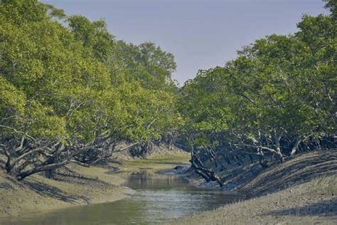 mangrove conservation in india