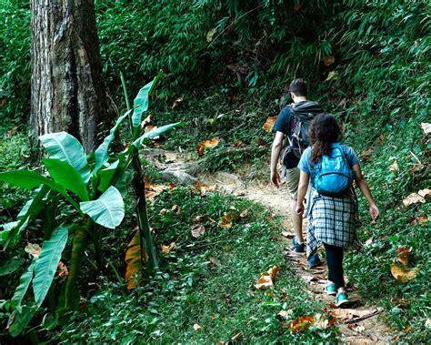 mangrove exploration phuket