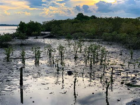 Mangrove forest Philippines