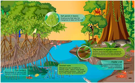 mangrove forest ecosystem map