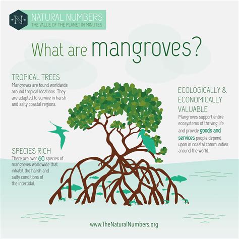 mangrove tree benefits