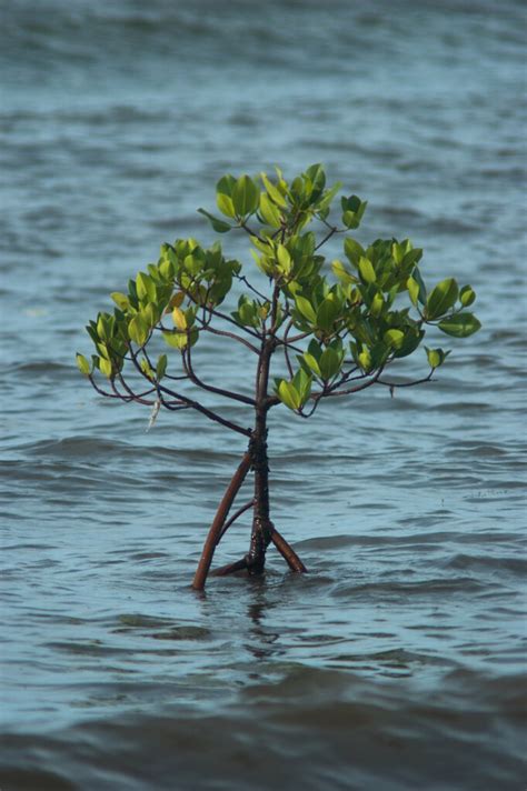 mangrove tree sapling