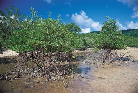 Mangrove Trees Ecosystem