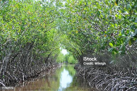 mangrove tunnel