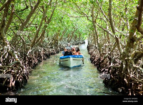 mangrove tunnels
