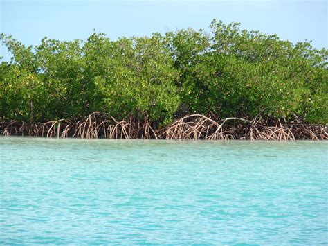 mangrove turks and caicos