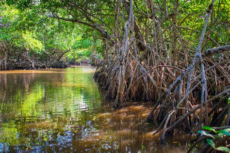 mangroves Veracruz