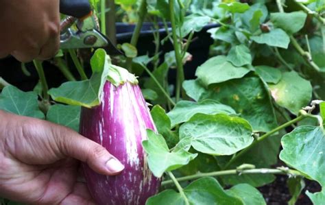 How And When to Harvest Eggplants Easy and Quick YouTube
