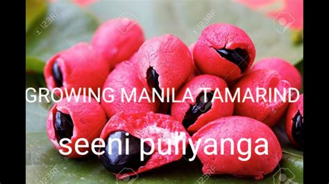 manila tamarind growing condition