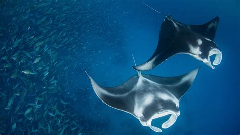 manta ray facts national geographic channel