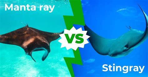 Manta Ray vs Stingray: Surprising Marine Wonders