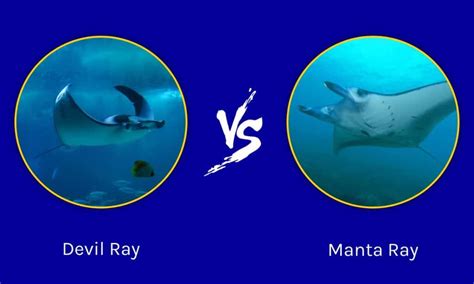 manta ray vs devil ray