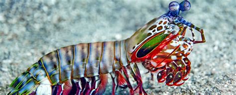 Mantis Shrimp Hammer Claw