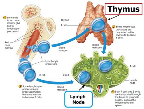 mantle cell lymphoma facts