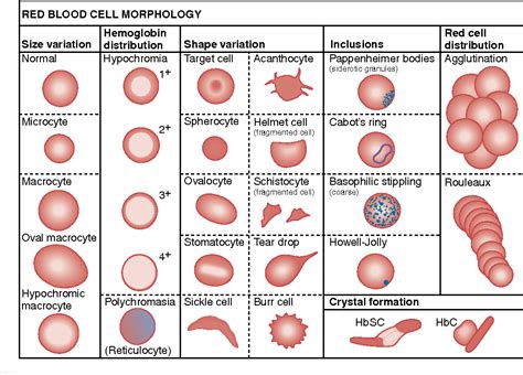 Manual Differential Red Cells