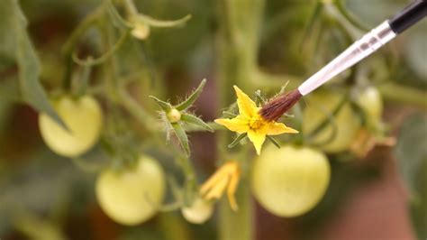Manually Pollinate Tomatoes